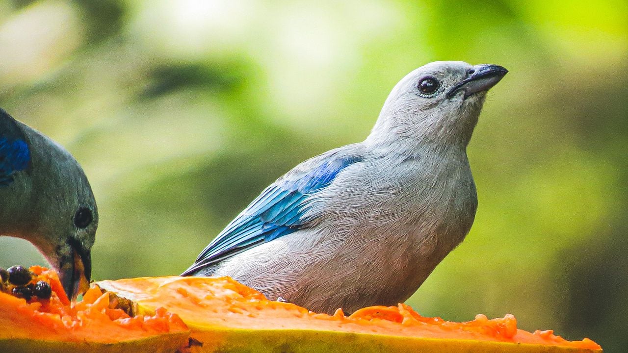 En el Valle del Cauca hay 562 especies de aves. Es posible verlas en sectores como el Kilómetro 18 de Cali, donde se convierten en uno de  los grandes atractivos turísticos.