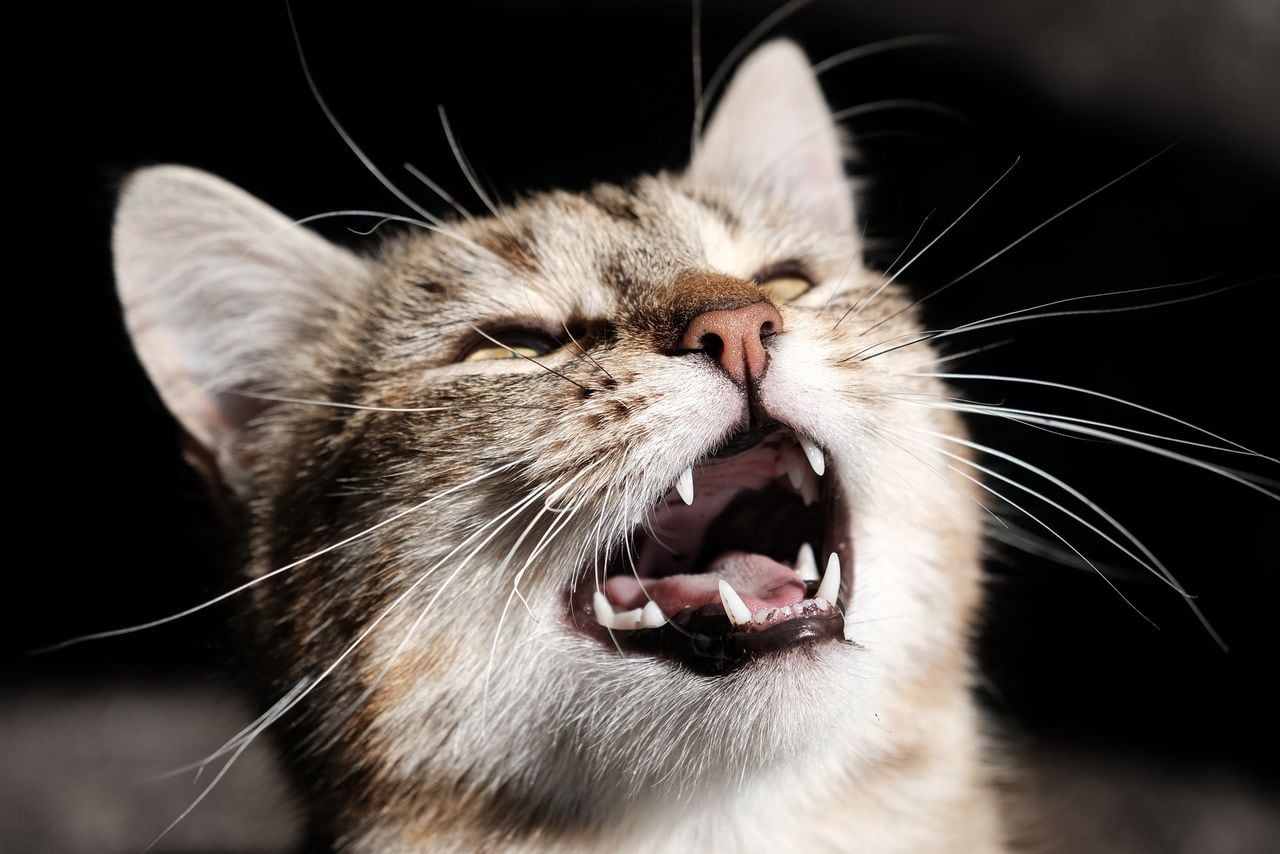 Los gatos y sus maullidos: conozca las razones principales detrás de este peculiar comportamiento.