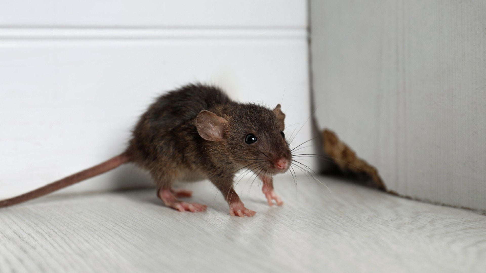 Eliminar ratas con bicarbonato