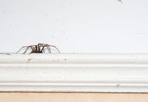 Descubra el secreto de un hogar libre de arañas con la planta protectora.