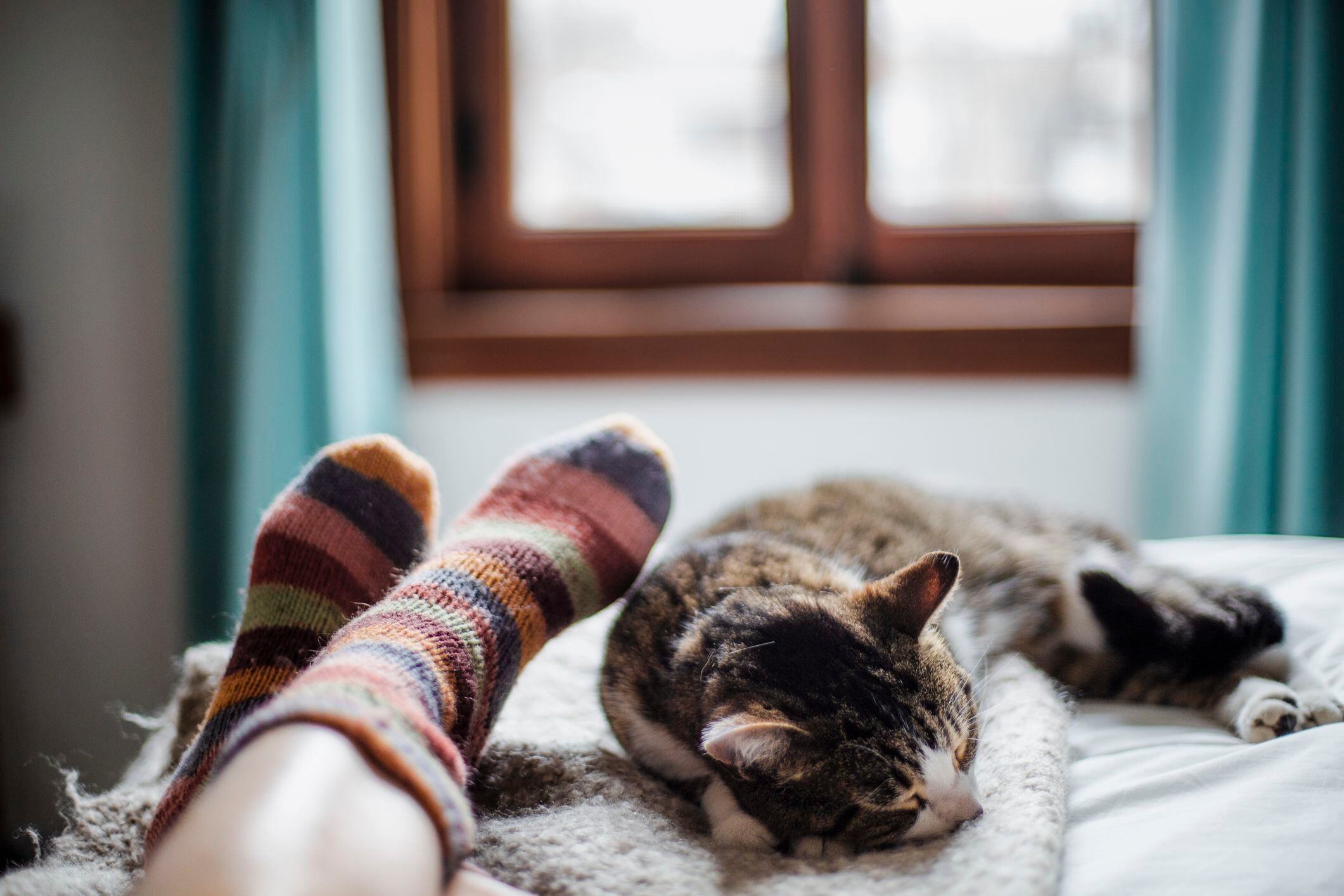 Un nuevo estudio científico revela cómo los gatos interpretan y responden a las distintas energías presentes en nuestras casas.