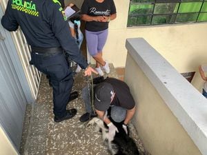 Sobre el caso de maltrato contra un perro, registrado en Medellín, el grupo GELMA de la Fiscalía, la Inspección de Protección de Medellín y la Policía Medellín verificaron las condiciones del animal y adelantaron la aprehensión preventiva para su atención integral