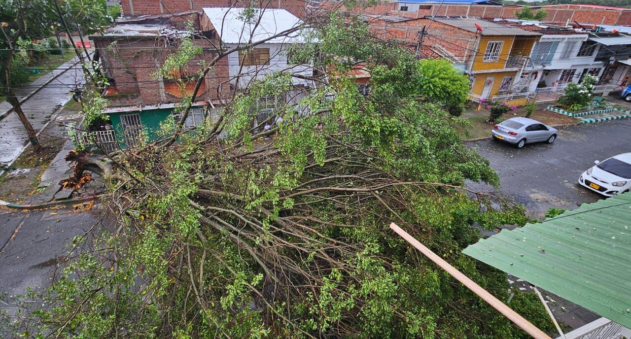 Así quedó una calle del barrio Alfonso López 2 tras la caída de un enorme árbol.