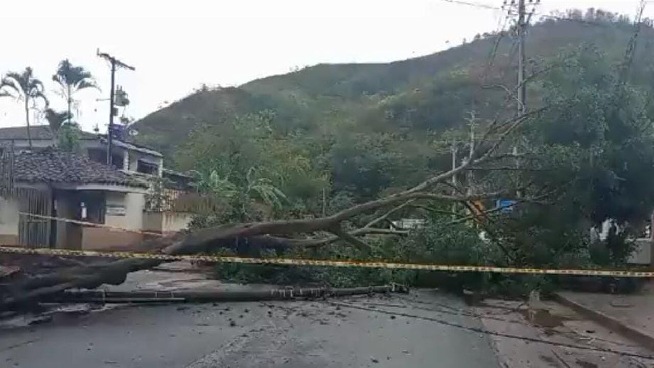 Así quedó una de las vías en el barrio Bella Suiza, en Cali, debido a la caída de un árbol por las lluvias.