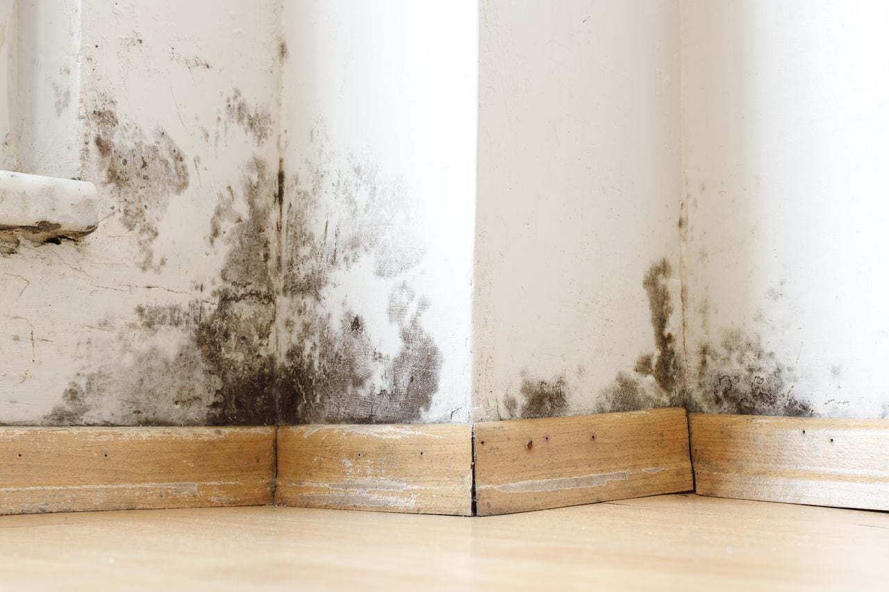 Eliminar el moho en las paredes sin dañar el medio ambiente es posible gracias al vinagre blanco. Este remedio casero ofrece una solución natural para un problema común.