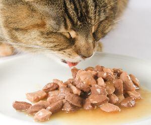 La carne de aves, con su aroma tentador y textura jugosa, es una opción popular entre los gatos y una fuente importante de proteínas y nutrientes esenciales para su salud, según estudios de veterinaria.