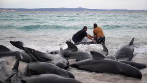 Una captura de pantalla de TV tomada el 26 de julio de 2023 de ABC TV Australia muestra a los lugareños que intentan rescatar ballenas piloto varadas en Cheynes Beach, cerca de Albany, en Australia Occidental.