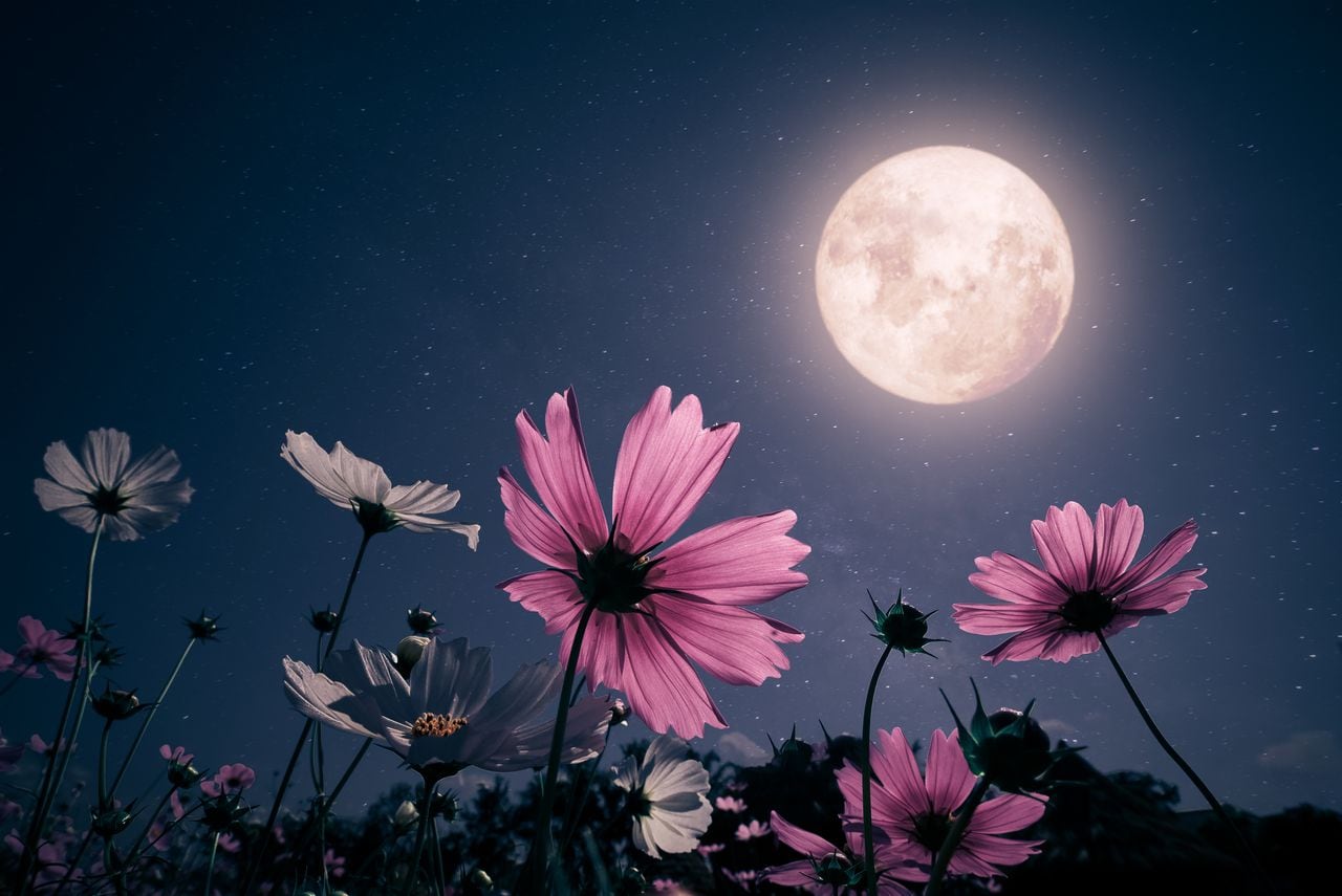 Los amantes de la astronomía marcan en sus calendarios los días en mayo en los que la luna llena iluminará el cielo, según el calendario lunar de 2024.