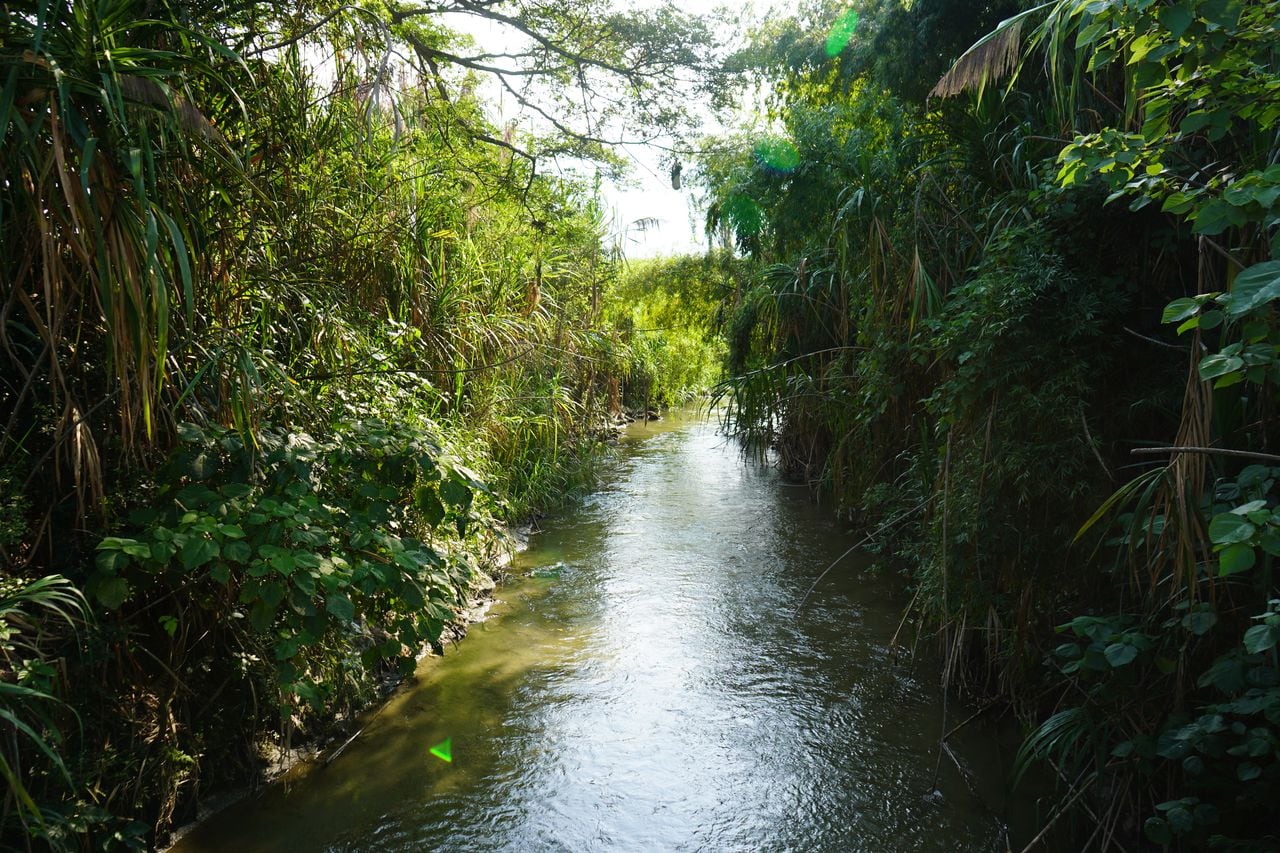 El río Frayle es uno de los afluentes del Valle que está siendo monitoreado por los agricultores de la región.

Foto: Asocaña