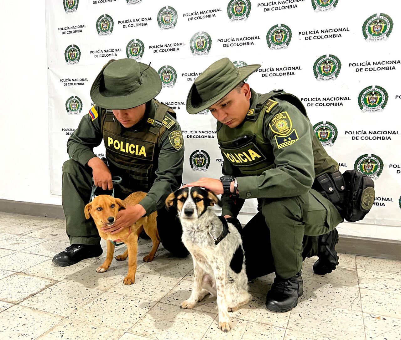 Dos perros eran maltratados por un joven de 23 años en el municipio de Sonsón, Antioquia.