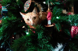 Gatos en el interior del árbol de Navidad.
