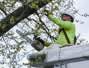 La empresa señaló que se avanza en la ejecución de poda y tala de árboles con el objetivo de asegurar la calidad del servicio y evitar las interrupciones causadas por vegetación y ramificaciones.(Photo by Ben Hasty/MediaNews Group/Reading Eagle via Getty Images)
