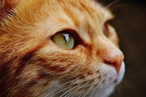 El informe aclara que los gatos no contagian del virus a los humanos.