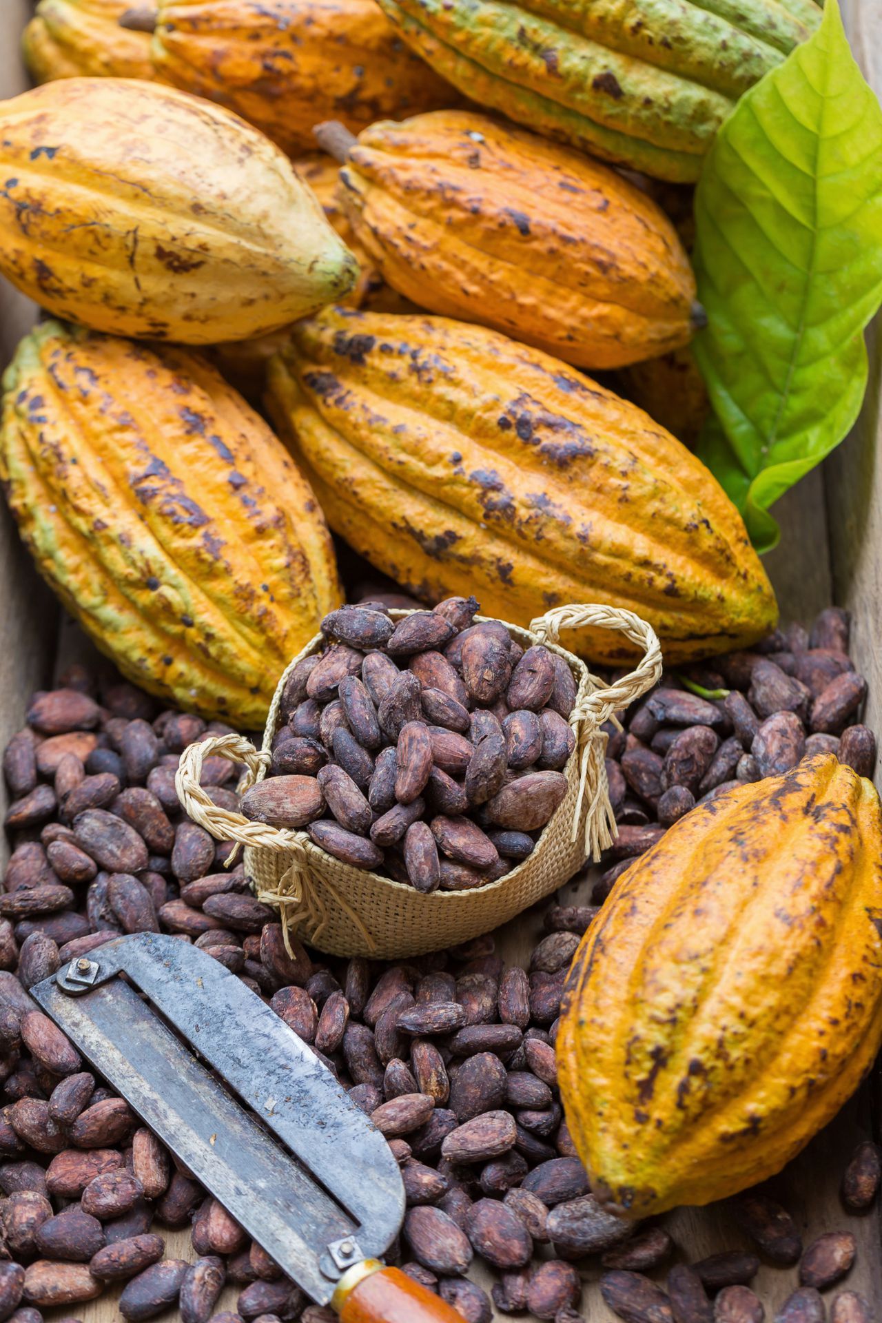 El cacao es un excelente aliado para prevenir enfermedades cardiovasculares, cerebrovasculares, cáncer hepático, gástrico y de colon.