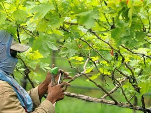 En el Valle del Cauca se han fortalecido los cultivos de frutas como uva, piña y papaya. Estos productos hacen parte de la oferta exportable del departamento.
