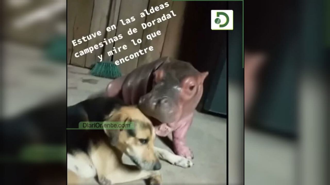 Hipopótamo interactúa con un perro en Antioquia