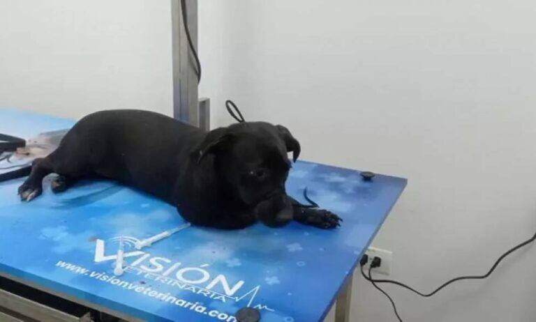 Milú, un perro que fue lanzado por el tercer piso de Urbanización Barranquilla.