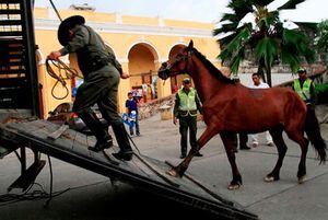 La Procuraduría advirtió el mal estado de salud en que se encuentran los que caballos que son usados en los coches turísticos que recorren las calles de Cartagena.