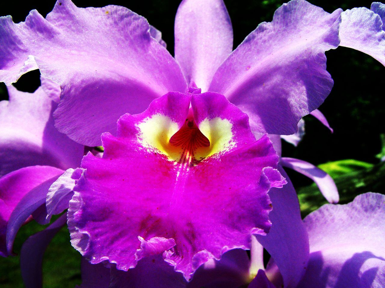 La belleza de la orquídea Cattleya es deslumbrante. Te quita el aliento y te da ganas de disfrutar el resto del día de la manera más profunda.