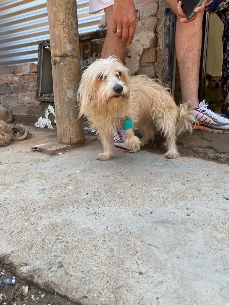 Esta es una de las mascotas  que resultó afectada por la fuerza de la  explosión en Potrerito, Valle.