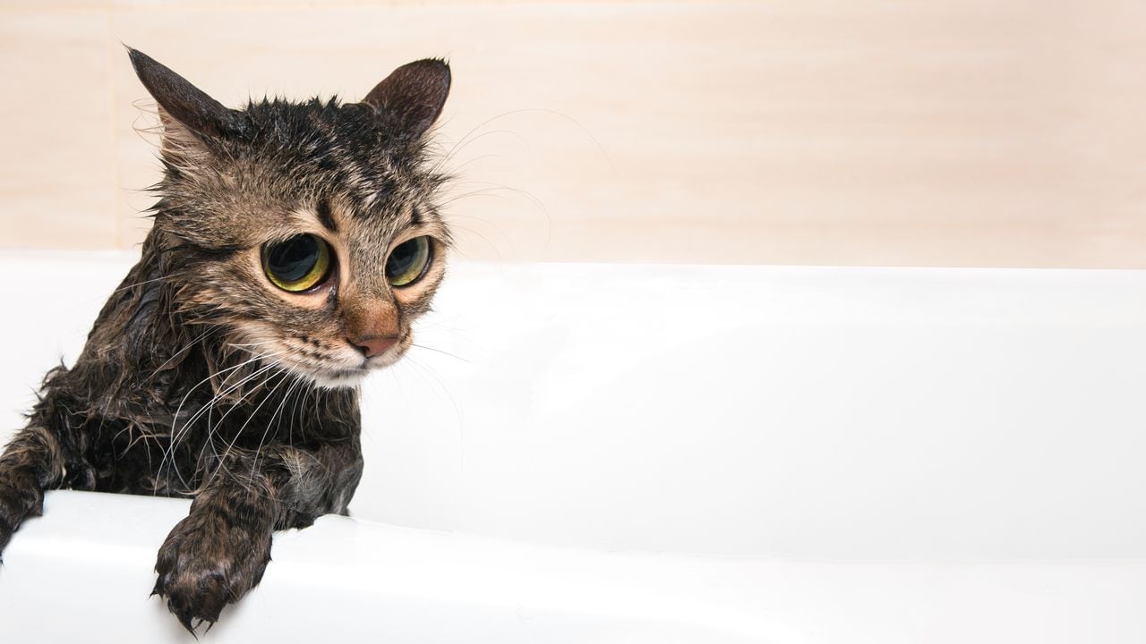 lindo gato en el baño después de la ducha. Gato recién bañado.