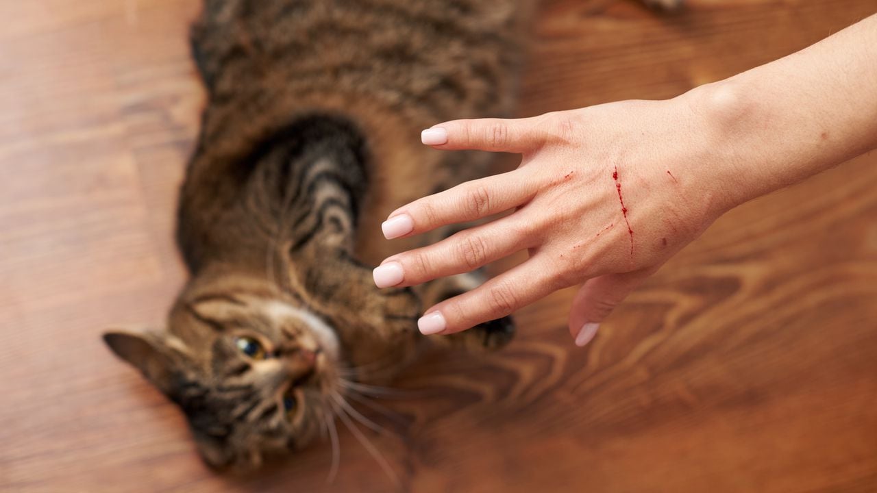 El enrojecimiento y la hinchazón alrededor de un rasguño de gato pueden ser signos de una infección en desarrollo. Vigila de cerca cualquier cambio en la zona afectada.