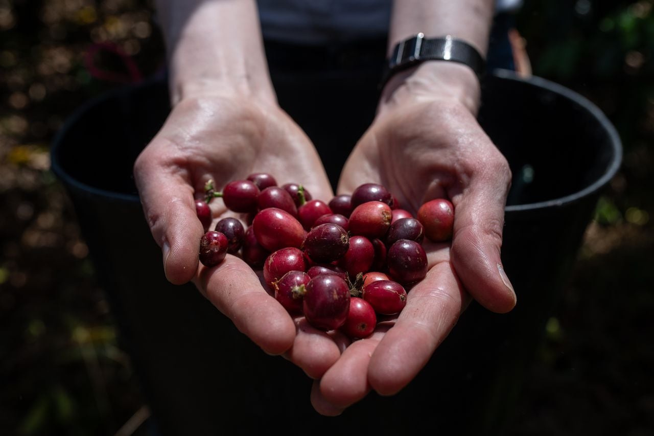 Charlotte Heyl, Gerente de Café y Sostenibilidad en Deutscher Kaffeeverband, muestra granos de café en la finca Limasol, en La Sierra, departamento de Cauca, Colombia, el 27 de septiembre de 2023