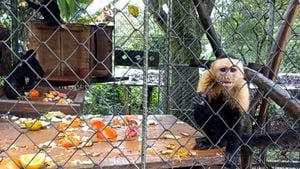 Video: La nueva vida de los monos decomisados a Caucaseco