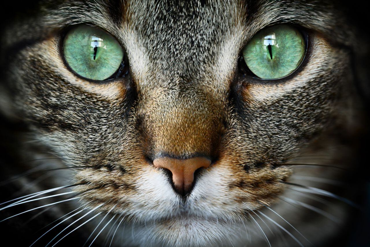 La visión de los gatos está adaptada para cazar eficientemente en la oscuridad y detectar movimientos rápidos en su entorno