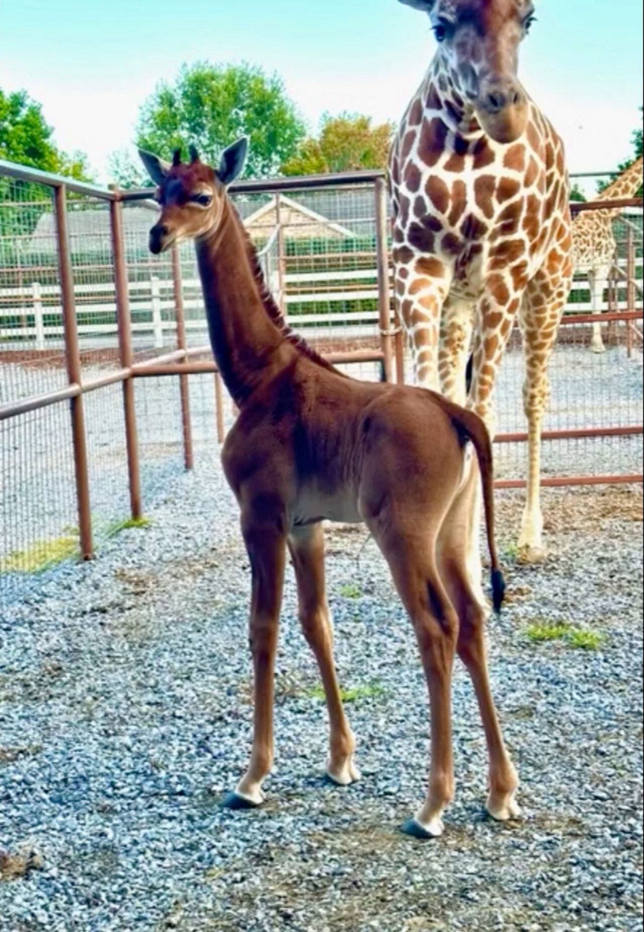 A rare spotless giraffe born at Bright's Zoo is seen in Johnson City, Tennessee, U.S., acquired by REUTERS on August 22, 2023, in a still image taken from a handout video. Bright's Zoo/TMX/Handout via REUTERS    THIS IMAGE HAS BEEN SUPPLIED BY A THIRD PARTY NO RESALES. NO ARCHIVES. MANDATORY CREDIT