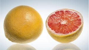 La toronja es una fruta cítrica baja en calorías y con muchos nutrientes. Foto: Getty Images.