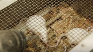 Este lunes fueron rescatados los 180 ratones que permanecían en el centro de investigación Caucaseco.