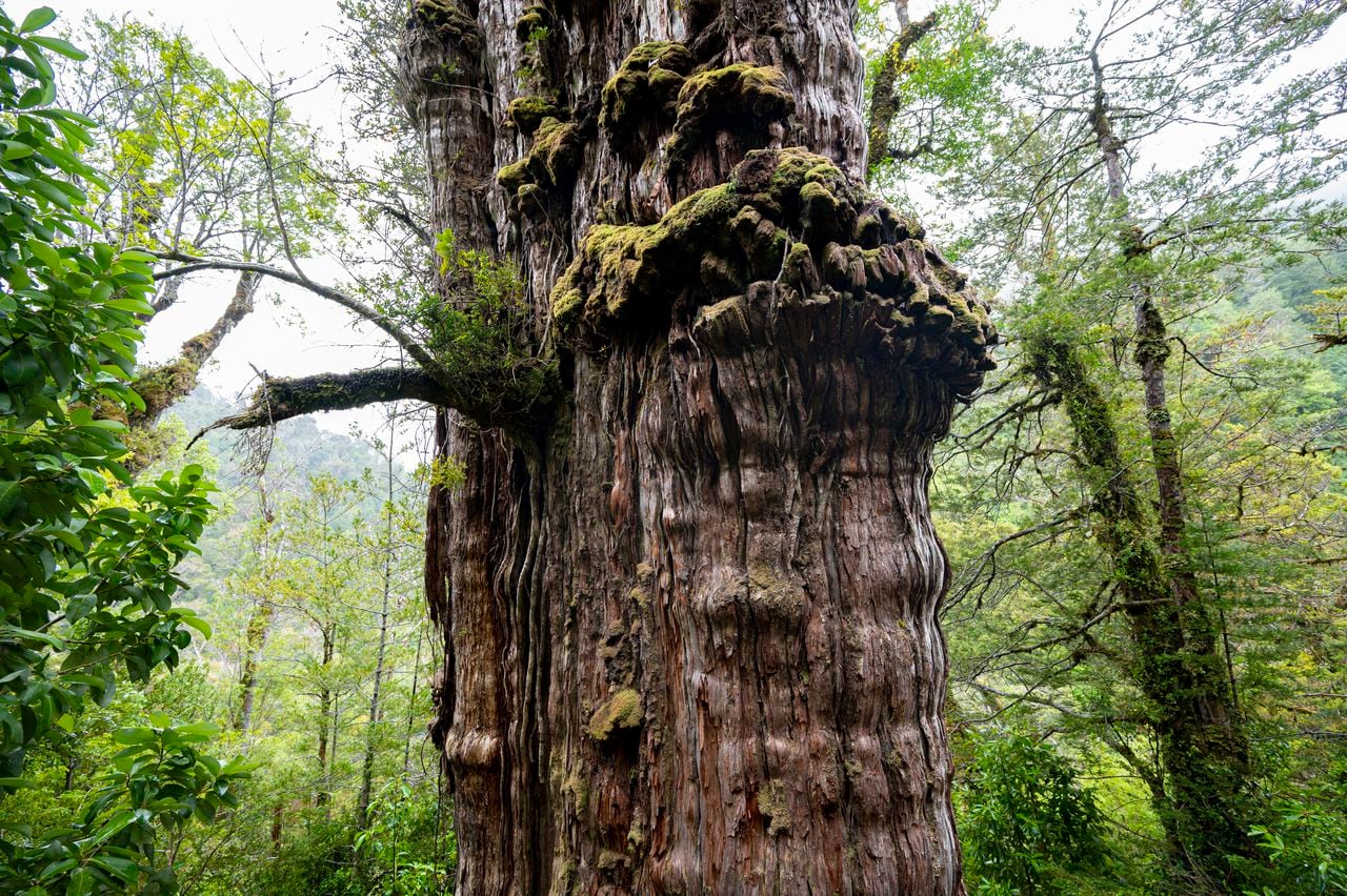 to the changes on the planet. The 'Great Grandfather' tree, 28 meters tall and four meters in diameter, is in the process of being certified as the oldest on the planet at more than 5,000 years, older than the Methuselah pine of the United States, which was identified as the oldest in the world at 4,850 years. (Photo by MARTIN BERNETTI / AFP)
