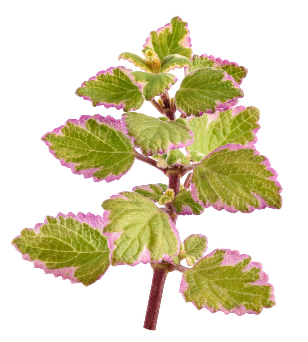 Swedish Ivy sprig isolated on white background