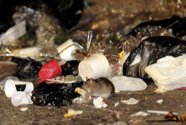 La acumulación de basuras en las calles de Cali está generando la proliferación de ratas en la ciudad. La falta de cultura ciudadana es el principal motivo, además de la falta de control por parte de las autoridades. El centro es uno de los puntos más críticos.