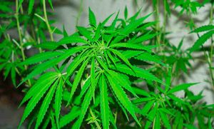 El gobierno federal podría ser el que fije las normas sanitarias, mientras que las provincias tendrían la responsabilidad de establecer las redes de distribución para supervisar la venta del cannabis.