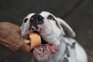 Helados para perros, un paso para la humanización de las mascotas