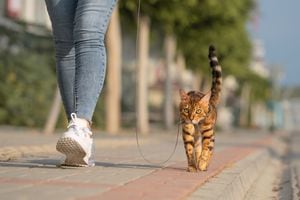 No todos los gatos pueden sacarse a pasear por las calles con correa.