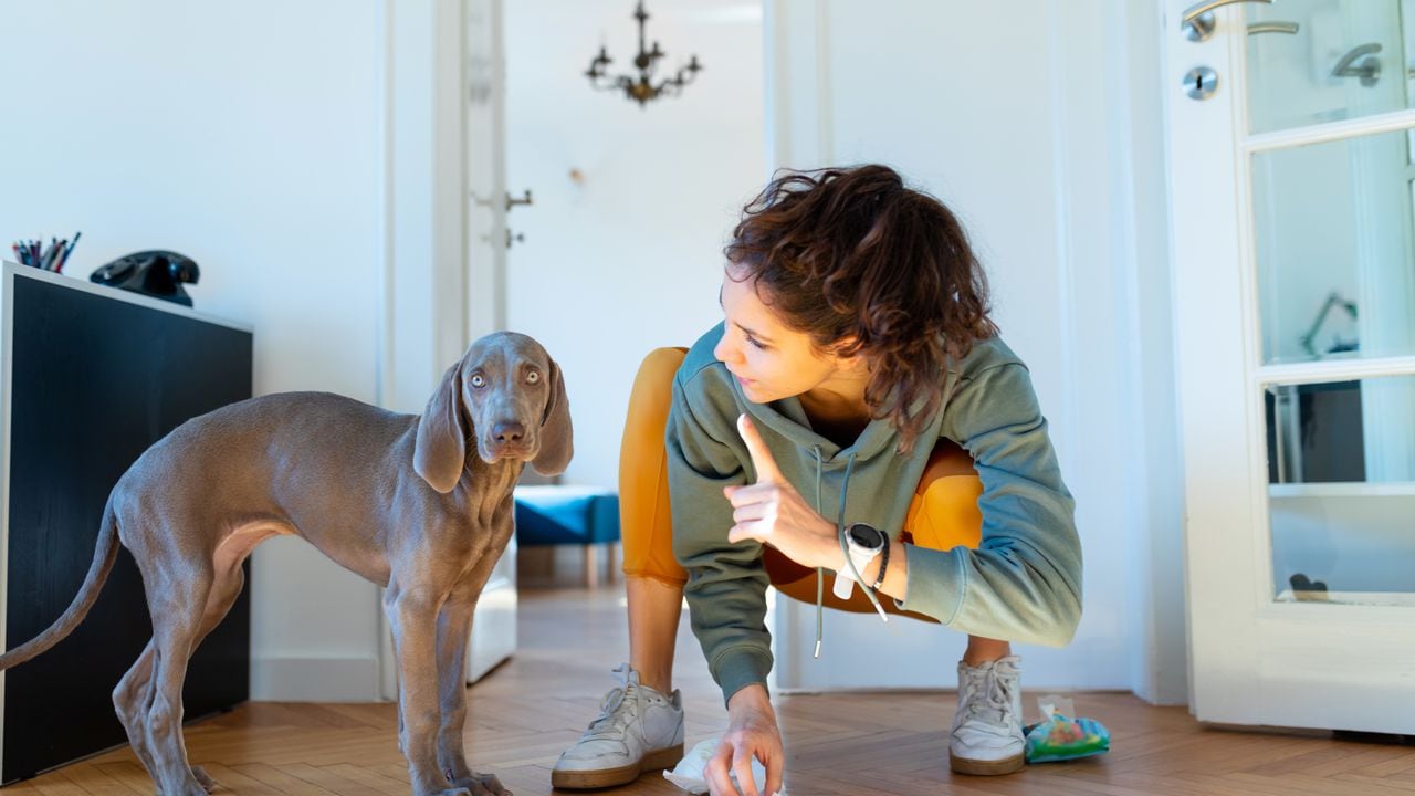 Este truco ayudará a que su mascota deje de orinar al interior de la casa.