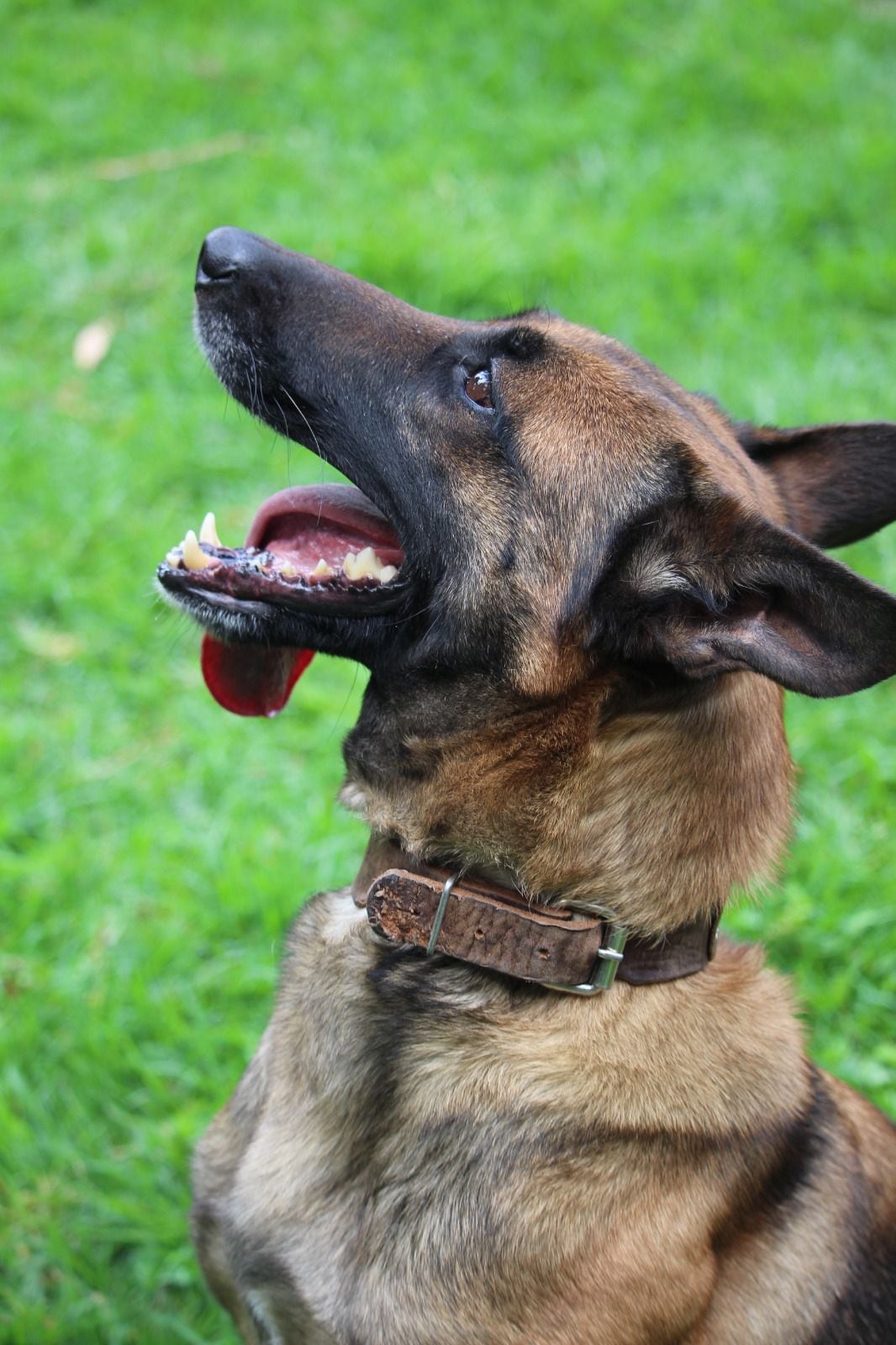 Ucra es el canino con entrenamiento antiexplosivos