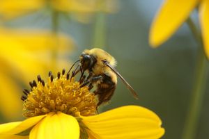 Las abejas son clave para la seguridad alimentaria de millones de personas en el planeta.