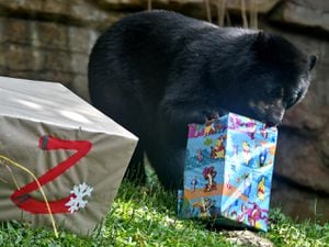 Para celebrar la Navidad, cada año los animales residentes del Zoológico de la capital del Valle reciben su comida favorita.