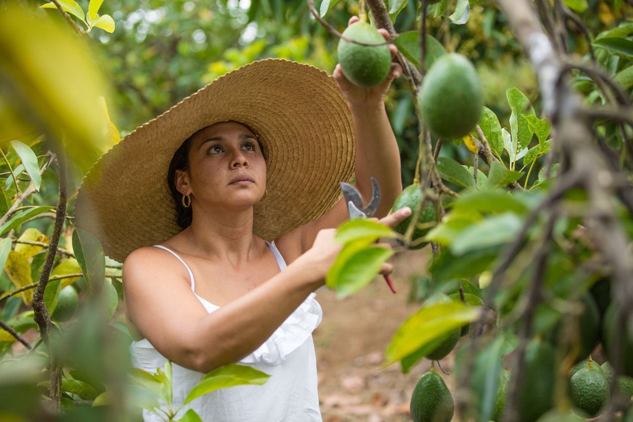 En el caso del Valle del Cauca son 328.495 mujeres en el campo, las cuales se desempeñan altamente en labores agrícolas.
