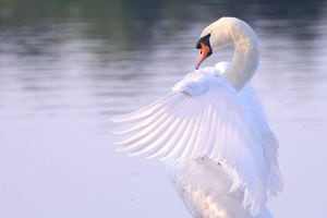 Las aves son una especie protegida en Eslovaquia