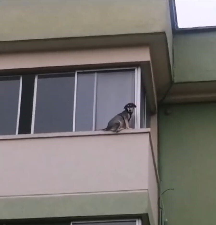 Un perrito estuvo en peligro tras quedar en la ventana de su casa a punto de caer al vacío.