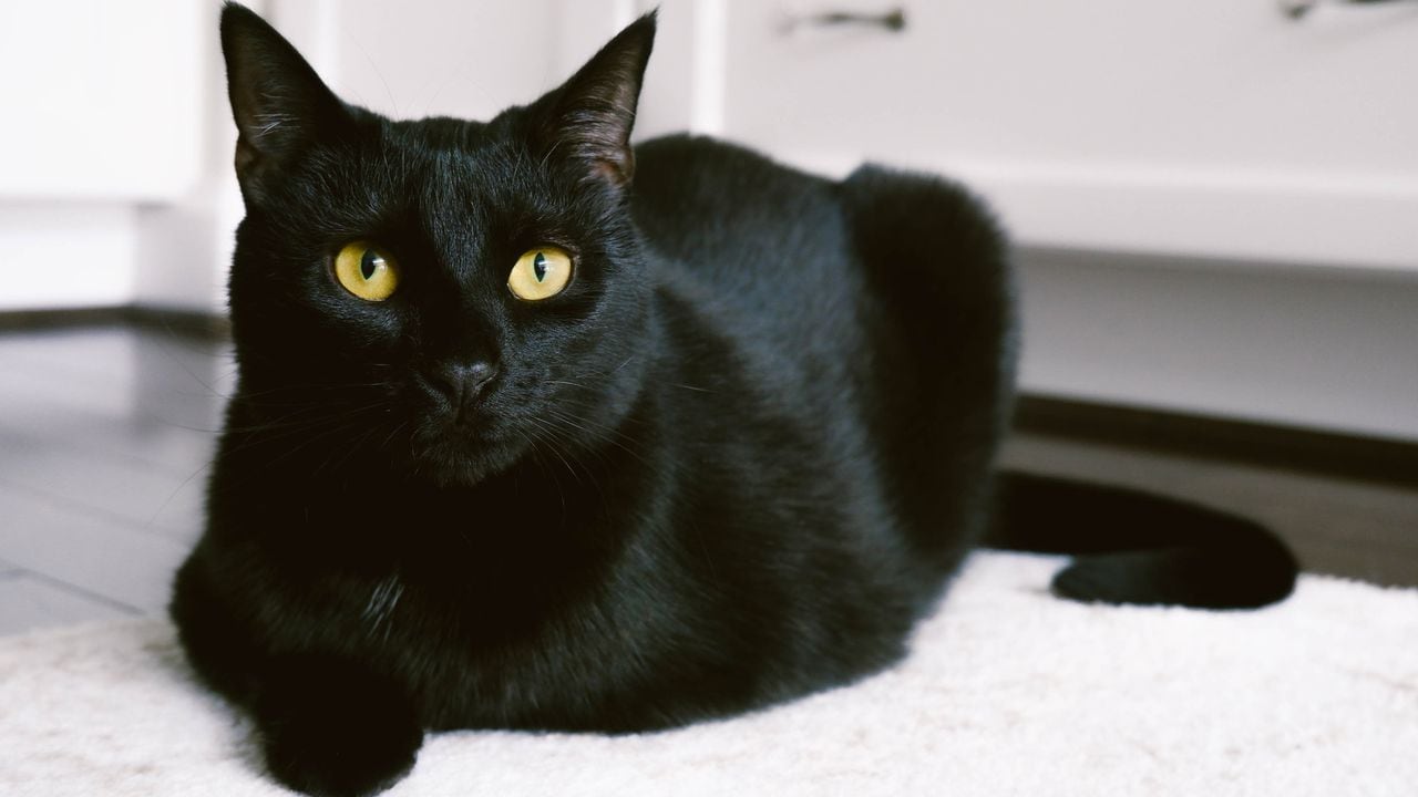 Supersticiones de los gatos negros