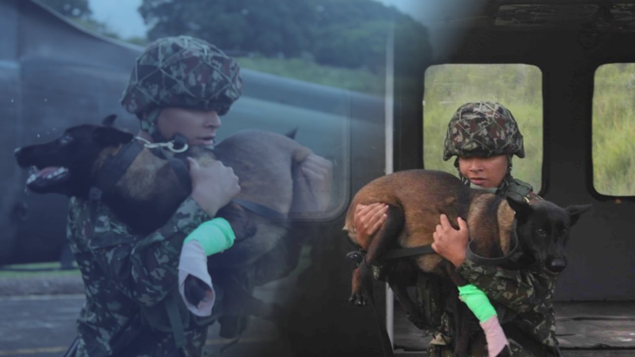 La canina de la Sexta Brigada fue evacuada de emergencia desde zona rural de Rioblanco.