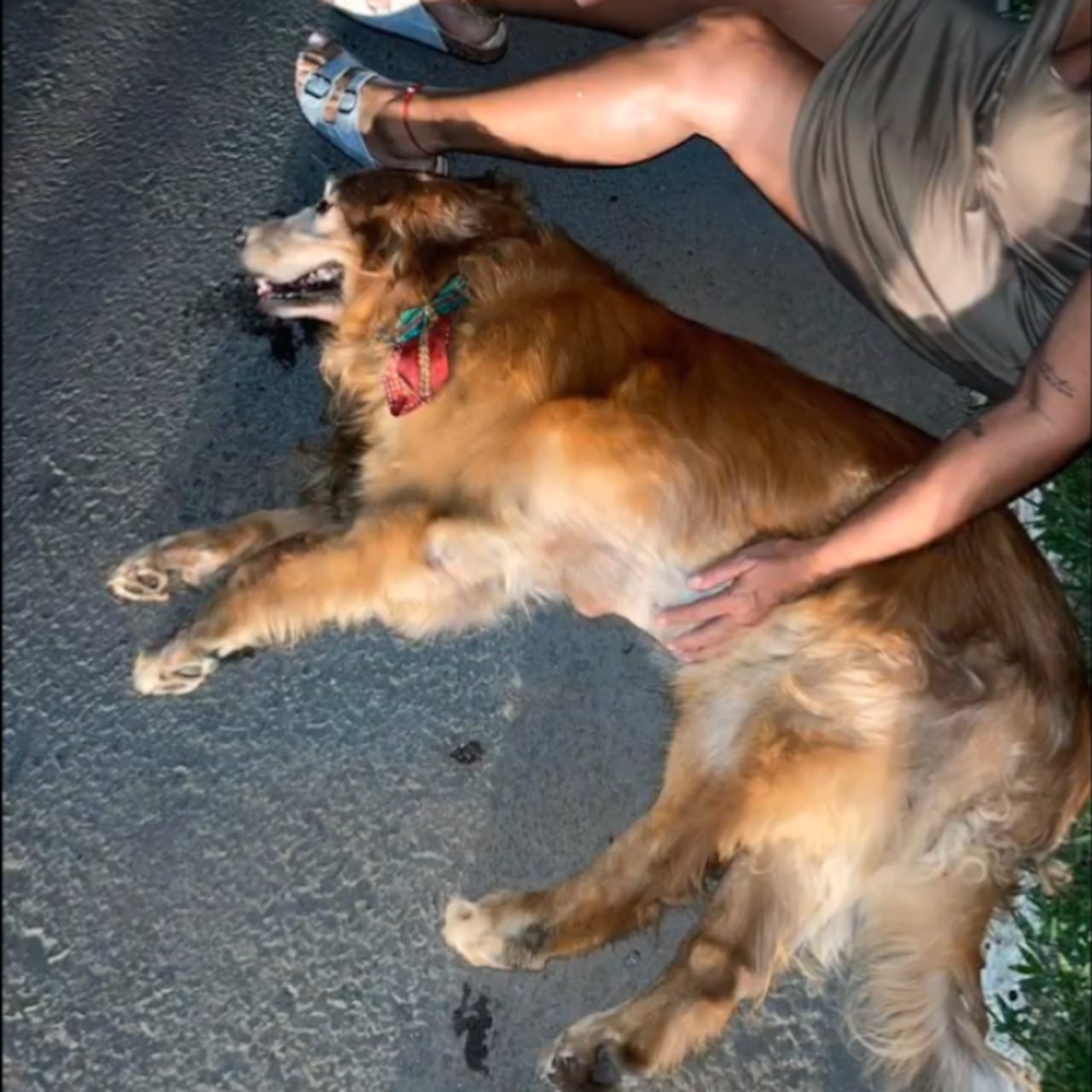 El perro quedó tendido en el suelo sin que se le atendiera.