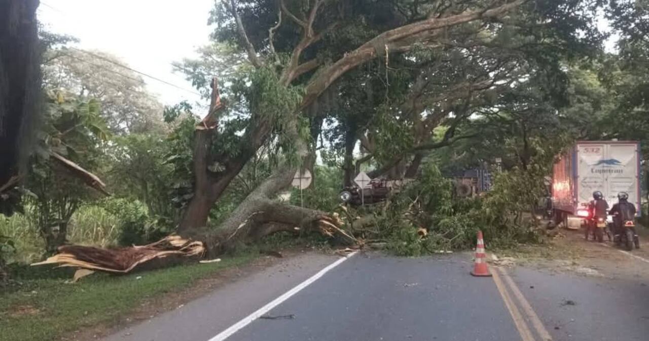 Los troncos de madera que transportaba el camión en su interior, quedaron esparcidos sobre toda la carretera.