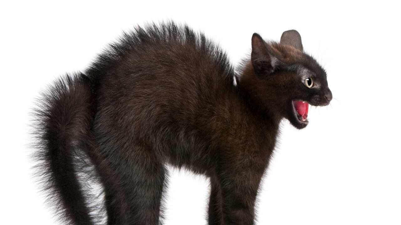 Una cola inflada y erizada indica agresión o miedo en un gato. Es importante darle espacio y evitar cualquier acción que pueda aumentar su estrés.